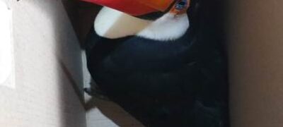 Polícia Militar Ambiental de Bela Vista captura tucano em residência e o reintroduz na natureza