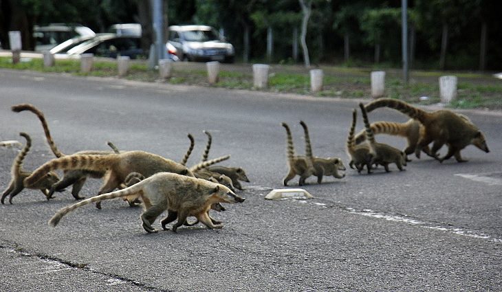 Estrada Viva: Seinfra, UEMS e Ong’s se unem para mitigação de morte de animais nas rodovias de MS