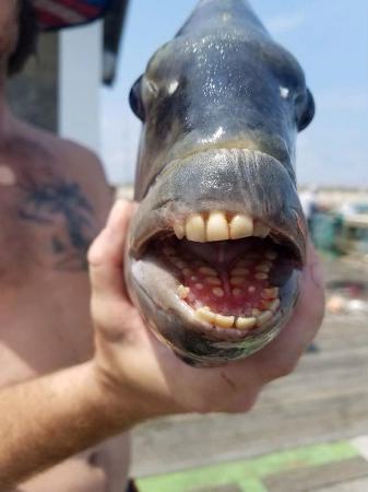 Martin pesca peixe que tem ‘dentes humanos’;”Briga boa”