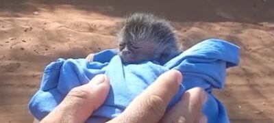 Polícia Militar Ambiental de Bela Vista resgata filhote de macaco-prego em lavoura ao lado da mãe morta