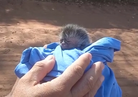 Polícia Militar Ambiental de Bela Vista resgata filhote de macaco-prego em lavoura ao lado da mãe morta