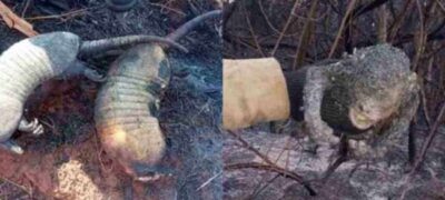 Bombeiros encontraram animais carbonizados durante incêndio em Bela Vista