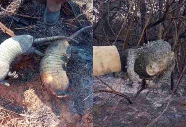 Bombeiros encontraram animais carbonizados durante incêndio em Bela Vista