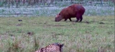 Bombou nas redes: Onça caçando capivara viraliza em perfil de MS