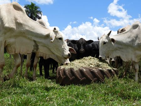 Sucesso entre produtores, “Gigante” está em mais de 500 unidades de cooperativas pelo Brasil