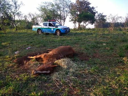 Polícia Militar Ambiental de Amambai autua infrator por maus tratos ao deixar égua doente ao relento sem alimento e água