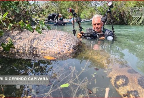 Sucuri ‘barriga cheia’ é flagrada por empresário em rio de águas cristalinas em Bonito (MS)