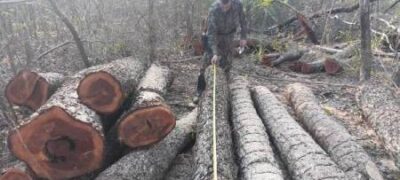 Polícia Militar Ambiental de Jardim autua assentado em R$ 16 mil por exploração ilegal de madeira e apreende 53 toras da espécie aroeira