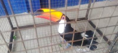 Polícia Militar Ambiental de Bela Vista captura tucano em residência e o solta na natureza