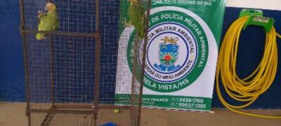 Polícia Militar Ambiental de Bela Vista resgata papagaios domesticado que foram abandonados pela proprietária