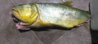 Polícia Militar Ambiental de Bela Vista prende e autua paranaense em R$ 5,1 mil por capturar e abater dourado que está com pesca proibida
