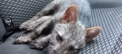 PMA de Bela Vista captura filhote de cachorro-do-mato em residência e veado em marcenaria na cidade