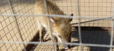 Polícia Militar Ambiental de Bela Vista resgata filhote de porco do mato em terreno baldio na cidade