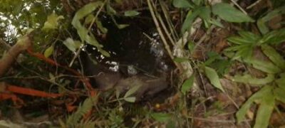 Polícia Militar Ambiental de Bonito e GRETAP resgatam anta com mais de 200 kg atolada à margem do rio da Prata