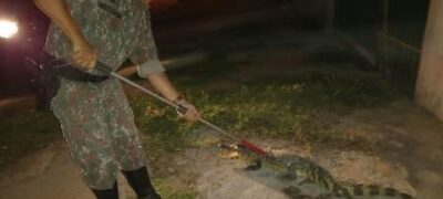 Polícia Militar Ambiental de Porto Murtinho captura jacaré de cerca de 1,5 metro passeando pelo centro da cidade