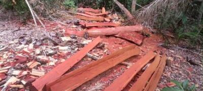 PMA de Bela Vista autua capataz em R$ 4 mil por exploração de madeira e apreende 200 estacas para cerca