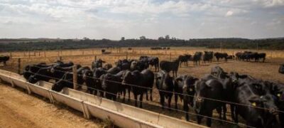 Em 2021, arroba do boi aumentou 39,41% em Mato Grosso do Sul