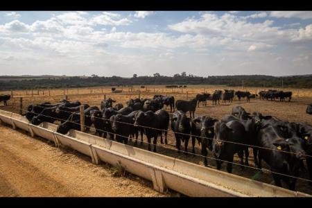 Em 2021, arroba do boi aumentou 39,41% em Mato Grosso do Sul