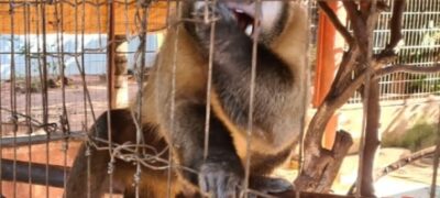 PMA multa 99 em R$ 3 milhões por maus-tratos, tráfico de animais e caça em MS