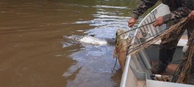 PMA apreende rede de pesca com pintados e jaú de grande porte já podres