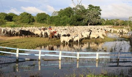 Rumo ao Carbono Neutro: MS já é primeiro do País em integração lavoura pecuária e floresta