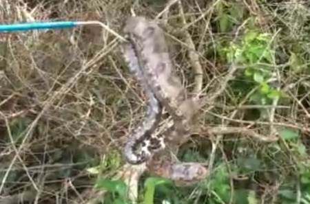 Polícia Militar Ambiental de Bela Vista captura jiboia de 1,5 metro em residência no centro da cidade
