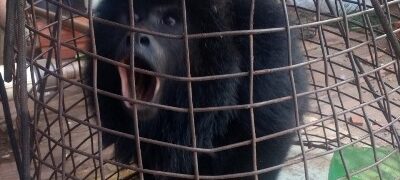 Polícia Militar Ambiental de Amambai recolhe bugio atacado por cachorros em aldeia indígena