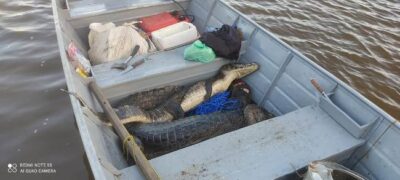 PMA de Porto Murtinho e Bela Vista prendem dois paraguaios por caça de quatro jacarés e por pesca em piracema no rio Apa na fronteira
