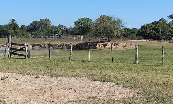 Áreas de duas fazendas vão a leilão em Mato Grosso do Sul, totalizando 3.167 hectares