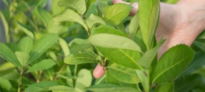 Pesquisadoras brasileiras criam herbicida natural com folhas de erva-mate
