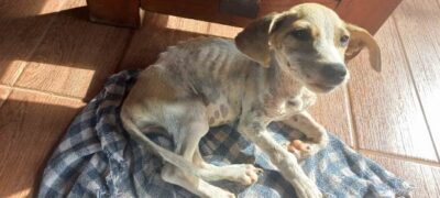 Polícia Militar Ambiental de Bela Vista autua homem por maus-tratos ao viajar e deixar cachorro doente sem atendimento
