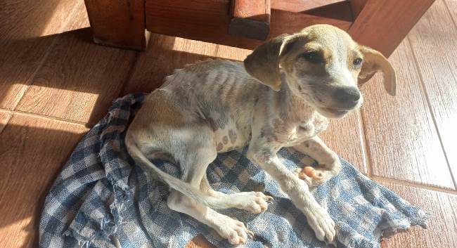 Polícia Militar Ambiental de Bela Vista autua homem por maus-tratos ao viajar e deixar cachorro doente sem atendimento