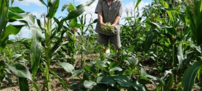 Crédito rural de mais de R$1 bilhão é destinado ao MS e região Sul