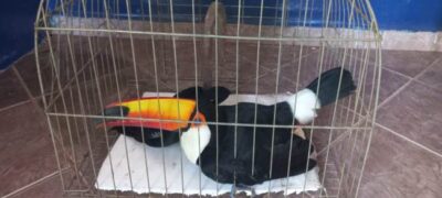 PMA de Bela Vista resgata tucano ferido, o quinto animal resgatado ferido em 24 horas no Estado