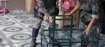 Polícia Militar Ambiental de Jardim captura quati dentro de residência no centro da cidade de Nioaque e faz soltura no habitat natural