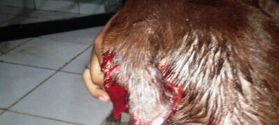 PMA de Bela Vista autua homem preso pela Polícia Militar de Caracol por cortar orelha de uma cadela com tesoura