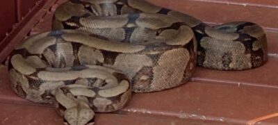 Polícia Militar Ambiental de Campo Grande captura três serpentes em menos de 24 horas na capital