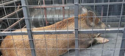 Polícia Militar Ambiental de Jardim autua infrator R$ 2 mil por criação ilegal de javali