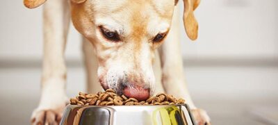 O IPCA aponta, ração para pets deve ficar mais cara neste semestre