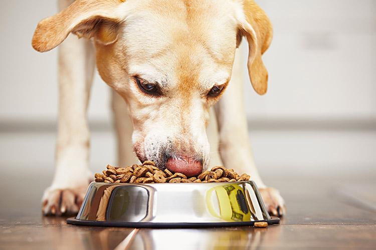 O IPCA aponta, ração para pets deve ficar mais cara neste semestre