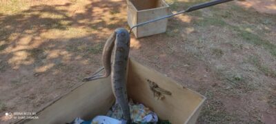 Polícia Militar Ambiental de Bela Vista captura jiboia de 1,5 metro em residência no centro da cidade