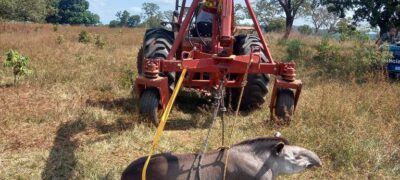 PMA de Costa Rica resgata anta de mais de 300 kg ferida à margem da rodovia MS 395 depois de atropelamento e precisa até guindaste para colocá-la na viatura