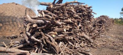 Polícia Militar Ambiental de Campo Grande fecha carvoaria irregular, autua empresa em R$ 18 mil e apreende 60 m³ madeira ilegal