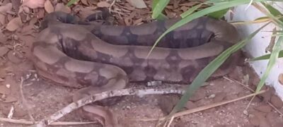 Polícia Militar Ambiental de Aquidauana captura jiboia de mais de dois metros em residência no centro da cidade de Anastácio