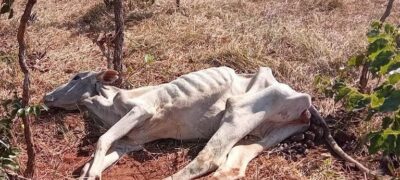 Polícia Militar Ambiental autua paulista em R$ 3 mil por maus tratos ao deixar gado sem alimento e água, terceiro caso este ano