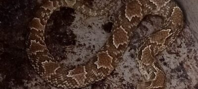 Polícia Militar Ambiental de Bonito captura serpente dentro de piscina no centro da na cidade