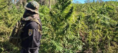 Operação de erradicação de plantações de maconha no Paraguai encerra mais uma fase