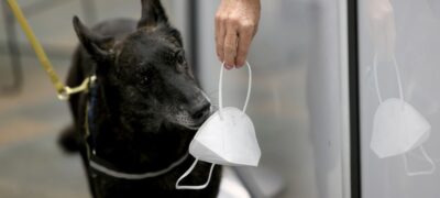 Cachorros detectam melhor a Covid do que os testes de antígeno