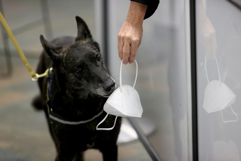 Cachorros detectam melhor a Covid do que os testes de antígeno