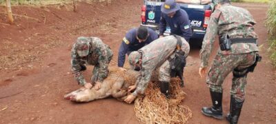 Polícia Militar Ambiental e Guarda Municipal de Dourados capturam anta de 250 kg em escola de futebol em bairro da cidade
